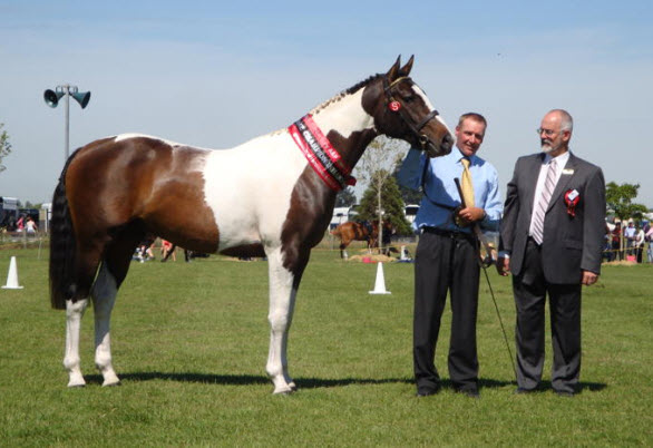 Magic Coloured Warmbloods